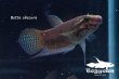 画像4: ベタ・オブスクラ (Betta obscura) WC pr 【個体指定No.67】 (4)