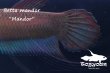 画像4: ベタ・マンドール (Betta mandor) "Mandor" WC pr 【個体指定No.68】 (4)