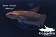 画像1: ベタ・マンドール (Betta mandor) "Mandor" WC pr 【個体指定No.68】 (1)