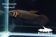 画像1: ベタ フォーシィ(Betta foerschi) "Pudukuali" WC pr 【個体指定No.72】 (1)