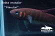 画像2: ベタ・マンドール (Betta mandor) "Mandor" WC pr 【個体指定No.71】 (2)