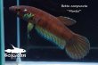 画像2: ベタ・コンプンクタ (Betta compuncta) "Montoi" WC pr 【個体指定No.70】 (2)