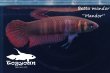 画像5: ベタ・マンドール (Betta mandor) "Mandor" WC pr 【個体指定No.71】 (5)