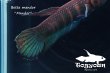 画像4: ベタ・マンドール (Betta mandor) "Mandor" WC pr 【個体指定No.71】 (4)