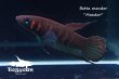 画像1: ベタ・マンドール (Betta mandor) "Mandor" WC pr 【個体指定No.71】 (1)