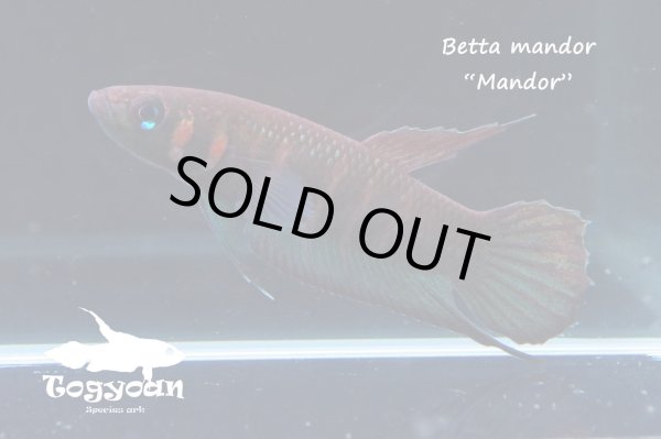 画像1: ベタ・マンドール (Betta mandor) "Mandor" WC pr 【個体指定No.71】 (1)