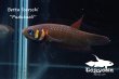 画像2: ベタ フォーシィ(Betta foerschi) "Pudukuali" WC pr 【個体指定No.72】 (2)
