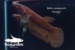 画像4: ベタ・コンプンクタ (Betta compuncta) "Montoi" WC pr 【個体指定No.70】 (4)