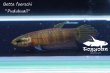 画像4: ベタ フォーシィ(Betta foerschi) "Pudukuali" WC pr 【個体指定No.72】 (4)
