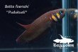 画像3: ベタ フォーシィ(Betta foerschi) "Pudukuali" WC pr 【個体指定No.72】 (3)