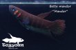 画像3: ベタ・マンドール (Betta mandor) "Mandor" WC pr 【個体指定No.71】 (3)
