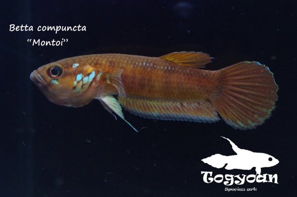 画像1: ベタ・コンプンクタ (Betta compuncta) "Montoi" WC pr 【個体指定No.73】 (1)