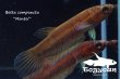 画像5: ベタ・コンプンクタ (Betta compuncta) "Montoi" WC pr 【個体指定No.73】 (5)