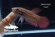 画像2: ベタ・ピクタ (Betta picta) "Java" WC pr 【個体指定No.66】 (2)