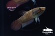 画像3: ベタ・ピクタ (Betta picta) "Java" WC pr 【個体指定No.66】 (3)