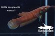 画像5: ベタ・コンプンクタ (Betta compuncta) "Montoi" WC pr 【個体指定No.73】 (5)