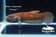 画像1: ベタ・コンプンクタ (Betta compuncta) "Montoi" WC pr 【個体指定No.73】 (1)