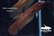 画像6: ベタ・コンプンクタ (Betta compuncta) "Montoi" WC pr 【個体指定No.73】 (6)