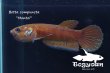 画像3: ベタ・コンプンクタ (Betta compuncta) "Montoi" WC pr 【個体指定No.73】 (3)