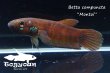 画像4: ベタ・コンプンクタ (Betta compuncta) "Montoi" WC pr 【個体指定No.73】 (4)