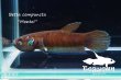 画像2: ベタ・コンプンクタ (Betta compuncta) "Montoi" WC pr 【個体指定No.73】 (2)