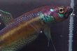 画像3: ベタ パリフィナ Betta pallifina "Tumbang Lahung" WC pr (3)