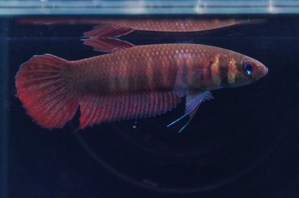 画像4: ベタ マンドール Betta mandor "Mandor" WC pr (4)