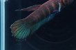 画像3: ベタ マンドール Betta mandor "Mandor" WC pr (3)