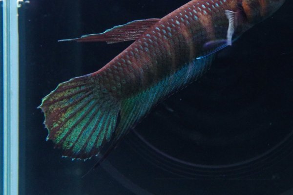 画像3: ベタ マンドール Betta mandor "Mandor" WC pr (3)