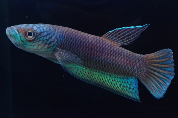 画像3: ベタ sp. アントゥタ Betta sp. Antuta "Tanjung Kaltara" WC pr (3)