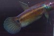 画像4: ベタ パリフィナ Betta pallifina "Tumbang Lahung" WC pr (4)