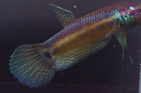 画像4: ベタ パリフィナ Betta pallifina "Tumbang Lahung" WC pr (4)