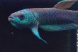 画像4: ベタ sp. アントゥタ Betta sp. Antuta "Tanjung Kaltara" WC pr (4)