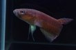 画像5: ベタ sp. アントゥタ Betta sp. Antuta "Tanjung Kaltara" WC pr (5)