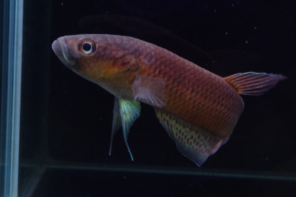 画像5: ベタ sp. アントゥタ Betta sp. Antuta "Tanjung Kaltara" WC pr (5)