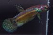 画像1: ベタ パリフィナ Betta pallifina "Tumbang Lahung" WC pr (1)