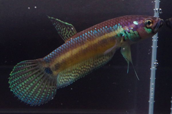 画像1: ベタ パリフィナ Betta pallifina "Tumbang Lahung" WC pr (1)