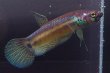 画像2: ベタ パリフィナ Betta pallifina "Tumbang Lahung" WC pr (2)