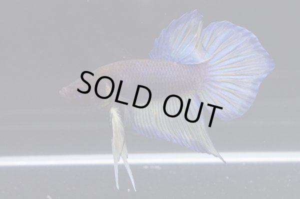 画像3: スプレンデンスHB "マスタードガス"　Pr (3)