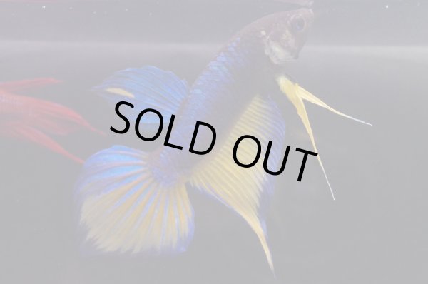 画像4: スプレンデンスHB "マスタードガス"　Pr (4)