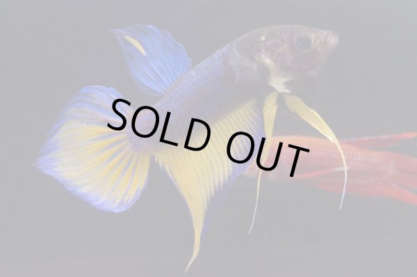 画像1: スプレンデンスHB "マスタードガス"　Pr (1)