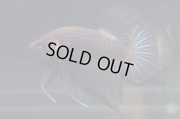 画像1: スプレンデンスHB "ブラック"　Pr (1)