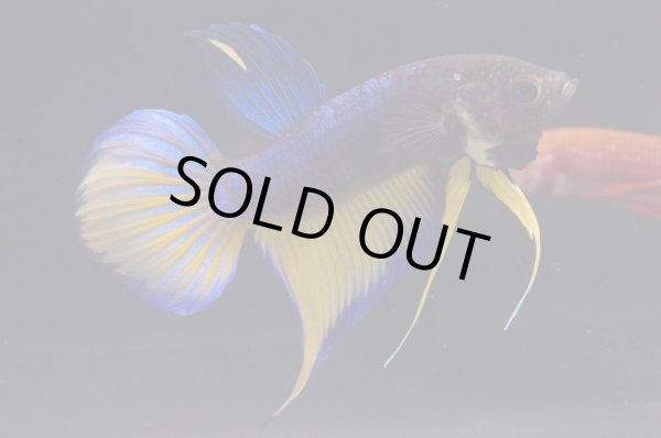 画像2: スプレンデンスHB "マスタードガス"　Pr (2)