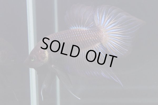 画像3: スプレンデンスHB "ブラック"　Pr (3)