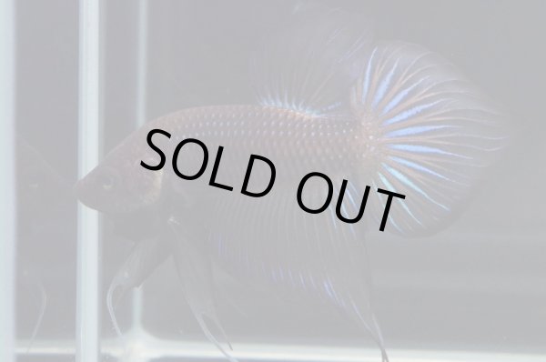 画像4: スプレンデンスHB "ブラック"　Pr (4)