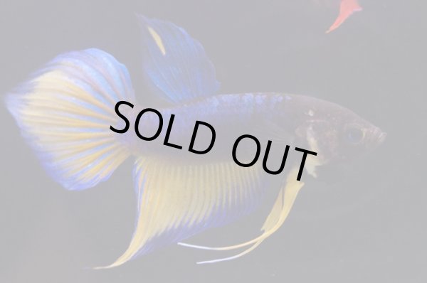 画像3: スプレンデンスHB "マスタードガス"　Pr (3)