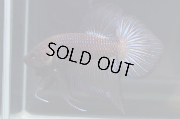 画像2: スプレンデンスHB "ブラック"　Pr (2)