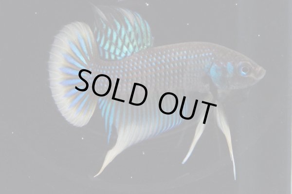 画像2: インベリス "イエローフィン・グリーン"　Pr (2)