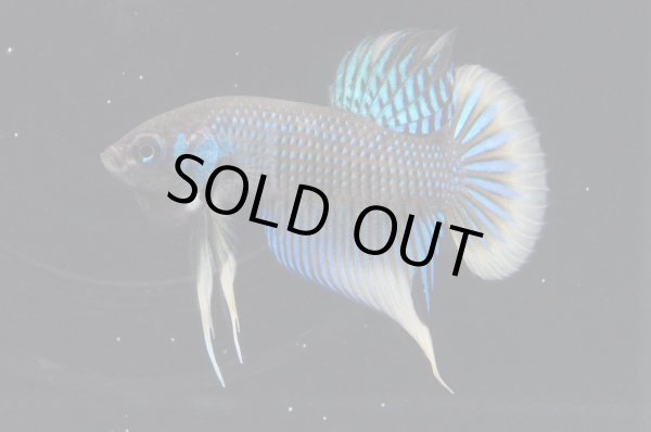 画像3: インベリス "イエローフィン・グリーン"　Pr (3)