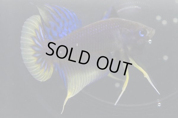 画像4: インベリス "イエローフィン・ブルー"　Pr (4)